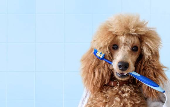 A los perro también se les lava los dientes. Lea cómo más abajo. FOTO Sstock A los perro también se les lava los dientes. Lea cómo más abajo. FOTO Sstock