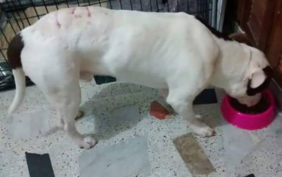 Ahora Dalí se encuentra bajo los cuidados temporales del veterinario Juan Pablo Gárces y ya está fuera de peligro.