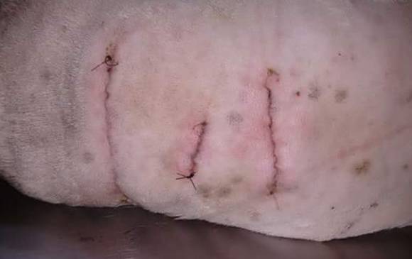 Se le realizó una operación de dos horas en donde le limpiaron y suturaron las heridas.