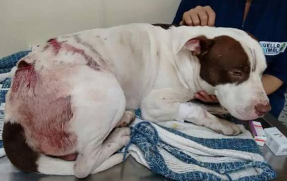 El 14 de marzo fue hallado en Medellín un perro de raza pitbull con tres heridas profundas, se presume que fueron causadas por un machete.