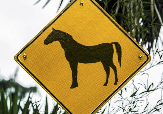 La expansión urbana en el Valle de Aburrá limita los hábitats de las especies y la alta velocidad de los vehículos es otro factor de riesgo para ellas. FOTO: Camilo Suárez