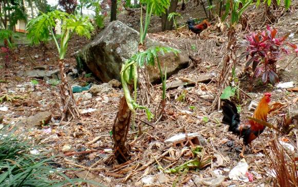 Iguanas, conejos, gallos pollos y otras especies que habitan el Parque Lineal La Tinaja viven entre la basura.