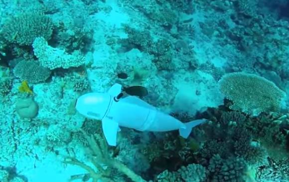 SoFi nada con otros peces en el arrecife en islas Fiji. Foto MIT