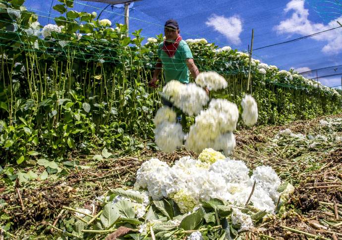 Por falta de compradores, los cultivadores ya están arrancando las flores y desechándolas. FOTO JUAN ANTONIO SÁNCHEZ OCAMPO