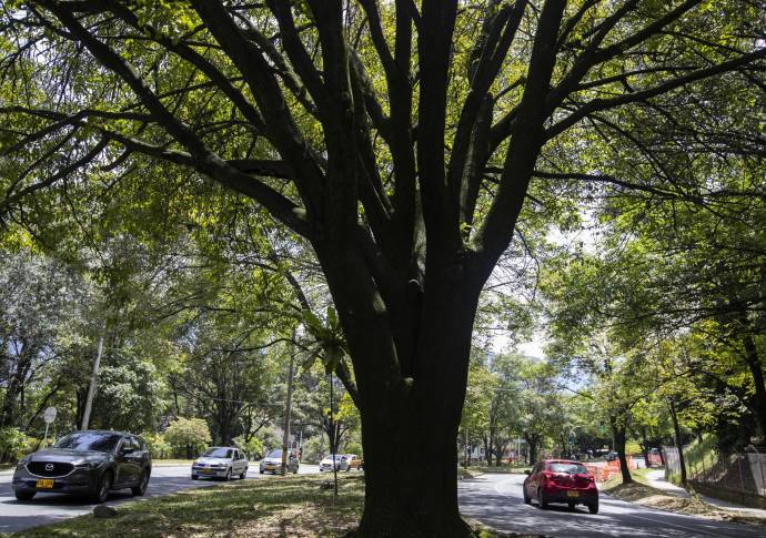 Con los anuncios de construcción del metro de la 80, ambientalista y vecinos del sector expresan inquietud por el impacto que tendrá sobre la conectividad ambiental en la zona. Foto: Manuel Saldarriaga Quintero