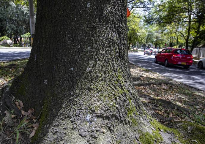 Con los anuncios de construcción del metro de la 80, ambientalista y vecinos del sector expresan inquietud por el impacto que tendrá sobre la conectividad ambiental en la zona. Foto: Manuel Saldarriaga Quintero