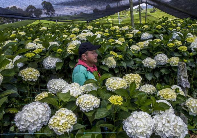 Pequeños y grandes floricultores de Antioquia vieron reducidos sus pedidos desde el exterior. FOTO JUAN ANTONIO SÁNCHEZ OCAMPO
