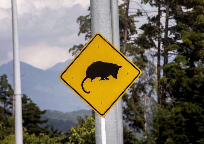 La expansión urbana en el Valle de Aburrá limita los hábitats de las especies y la alta velocidad de los vehículos es otro factor de riesgo para ellas. FOTO: Camilo Suárez