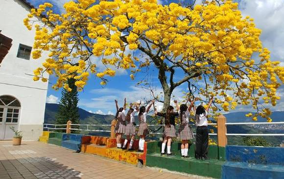 Guayacán que florece en San Antonio de Prado Foto: Clara Castañeda