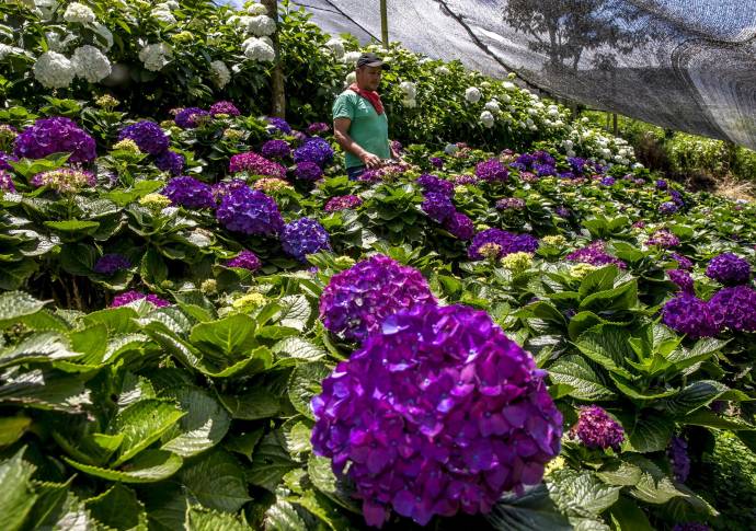 De este renglón de la economía dependen más de 140.000 hombres y mujeres de todo el país. FOTO JUAN ANTONIO SÁNCHEZ OCAMPO