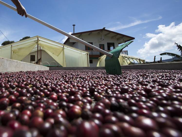 Precio de la carga de café cae por debajo de los 700.000