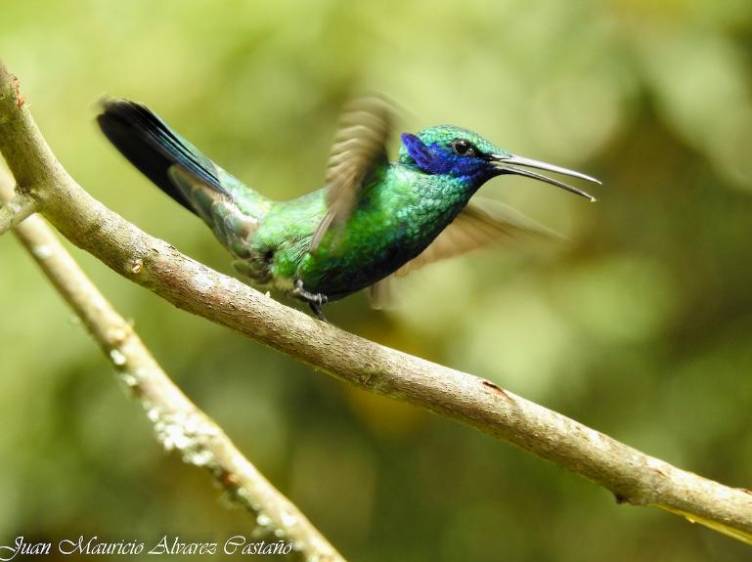Colibri Rutilant Las bellas aves colombianas capturadas en el Global Big Day
