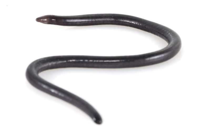 Encontraron una extraña especie de anfibio