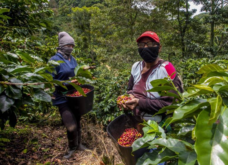 Recolectar el oro rojo en tiempos de pandemia