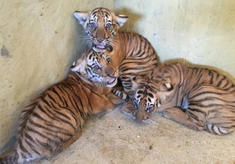 Tres tigres de bengala nacieron en la Hacienda Nápoles