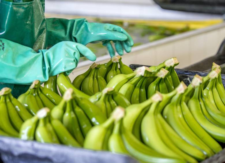 Confirman caso de covid-19 en trabajador de la agroindustria bananera de la región de Urabá,. Foto Juan Antonio Sánchez