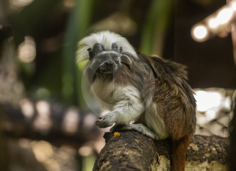 El Tití cabeciblanco (Saguinus oedipus). FOTO Camilo Suárez