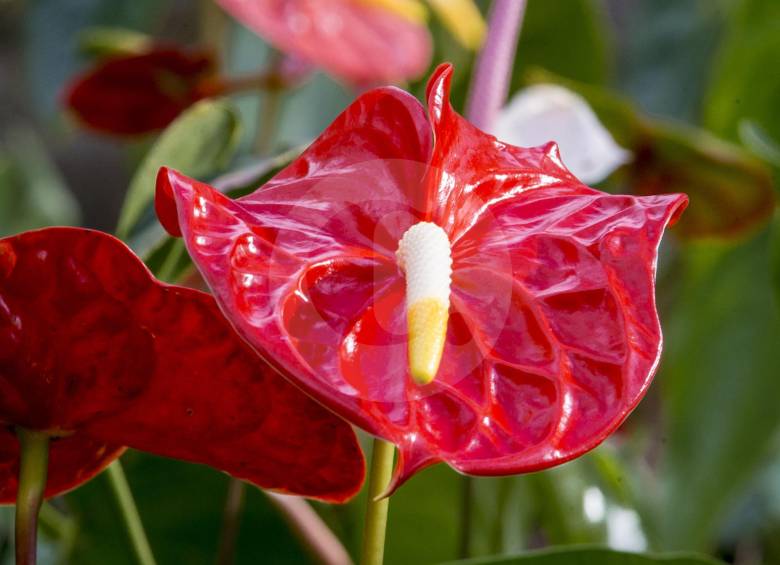 Que su jardín sea el más florecido Que su jardín sea el más florecido