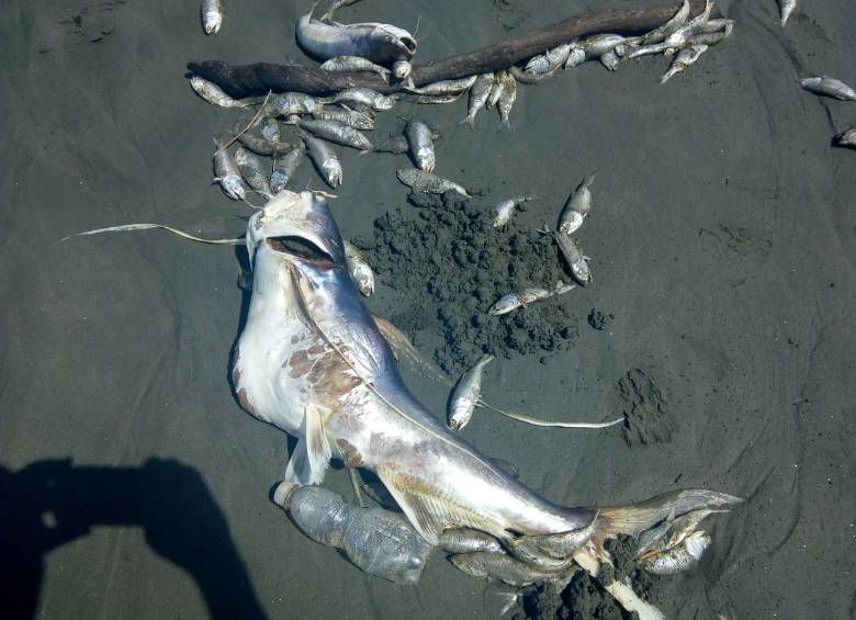Investigan por qué murieron tres toneladas de peces en Chocó