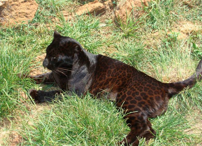 Las panteras no son una especie animal Las panteras no son una especie animal