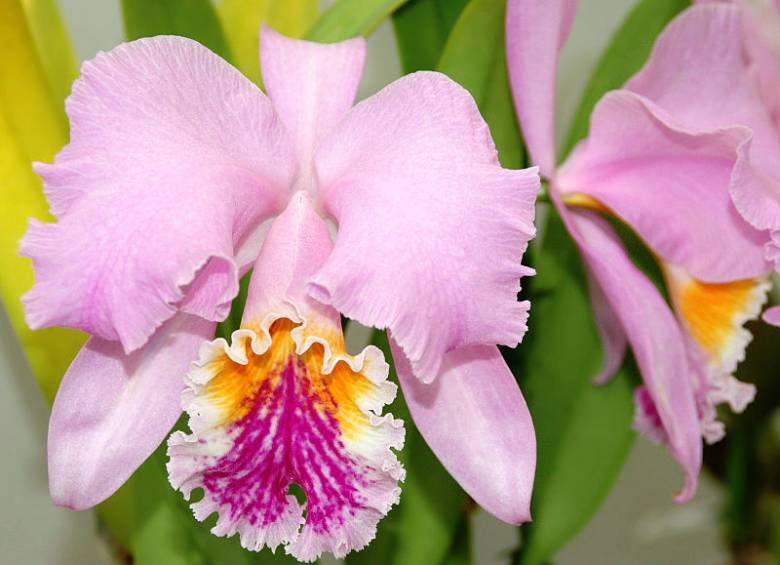 Las flores identifican a los países, aquí le contamos cuál es cuál Las flores identifican a los países, aquí le contamos cuál es cuál
