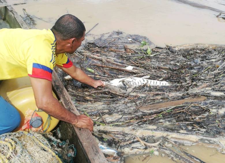 Los pescadores de Nechí denuncian que cada uno de ellos, al día, se puede encontrar hasta cuatro bagres muertos. No obstante, las autoridades dicen que no han podido calcular cuántos bagres han muerto desde que empezó el fenómeno. FOTO CORTESÍA