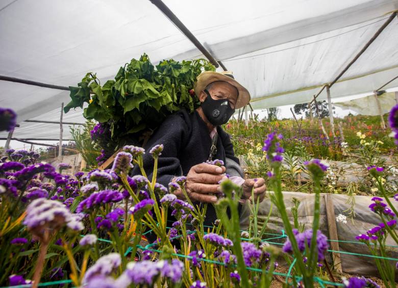 Los silleteros preparan sus mejores flores para esta feria aunque haya menos cultivos que en agosto. FOTOs Camilo suárez