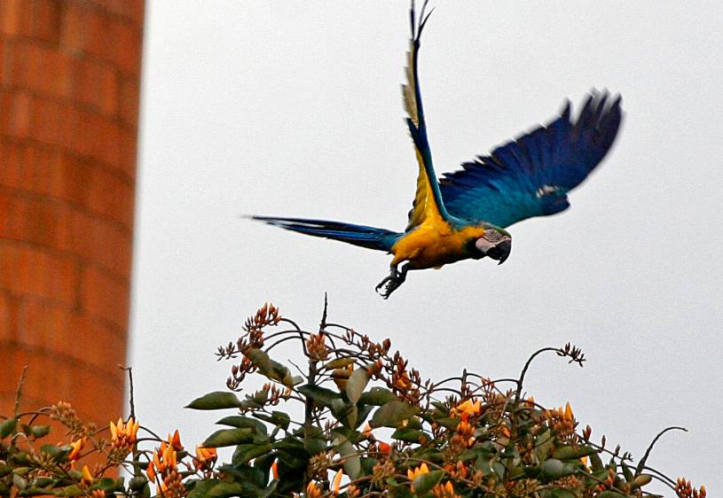 El ruido en la ciudad acorta la vida de las aves
