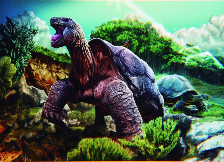  Tortuga gigante, habitante de La Guajira. FOTOS Humboldt-Smithsonian