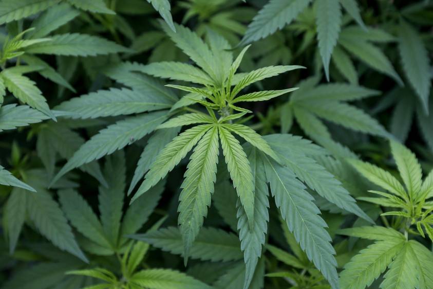 Gobernación de Antioquia ingresará al mercado del cannabis ...
