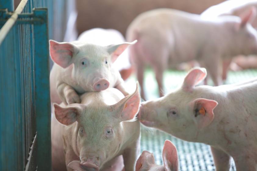 ¿Por qué los precios del cerdo no bajan?