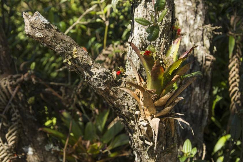 Allí se dan reservorios de diversidad de flora presentes en diferentes microclimas y microhábitats, nichos para la fauna, captura de carbono en el suelo y reducción de la amenaza asociada a inundaciones Foto: Carlos Velásquez