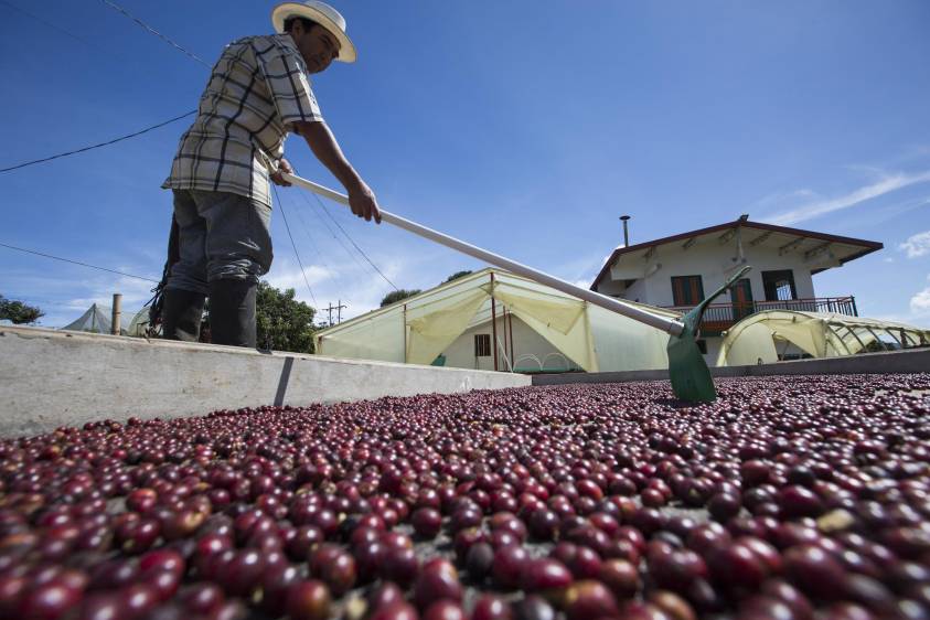 Estados Unidos abandona el Acuerdo Internacional del Café