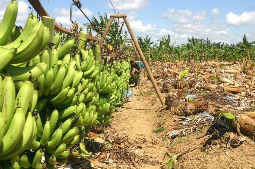 Es conocido el alcance que tuvo el fenómeno del paramilitarismo en el Urabá con el apoyo de algunas empresas. FOTO archivo