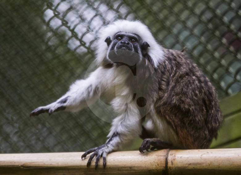 Los primates se sitúan en la zona más calurosa.
