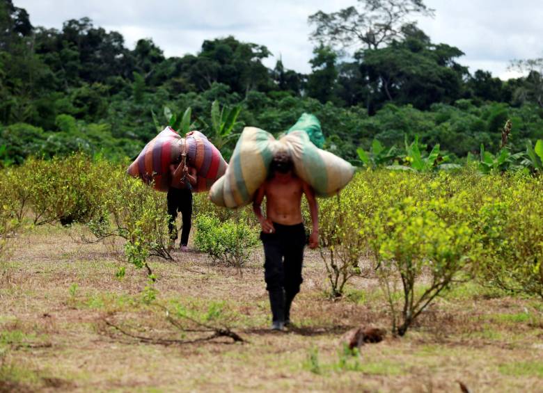 Desde 2013, cada año, han aumentado las hectáreas cultivadas con coca, y ha mejorado la eficiencia del cultivo. FOTO Reuters