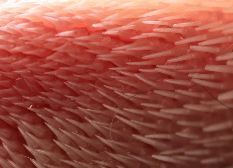La lengua del gato, una maravillosa máquina