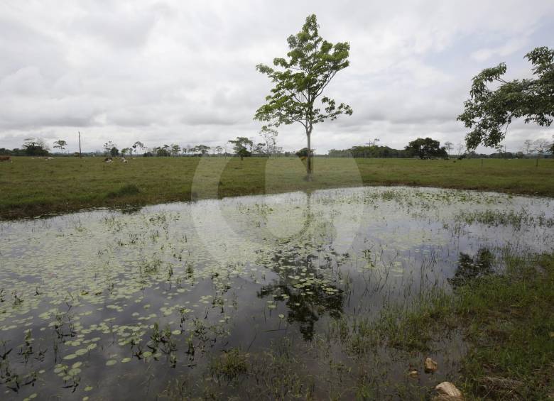 En este predio, de 230 hectáreas, se construirá el puerto en Necoclí. No habrá reubicación de familias. FOTO manuel saldarriaga