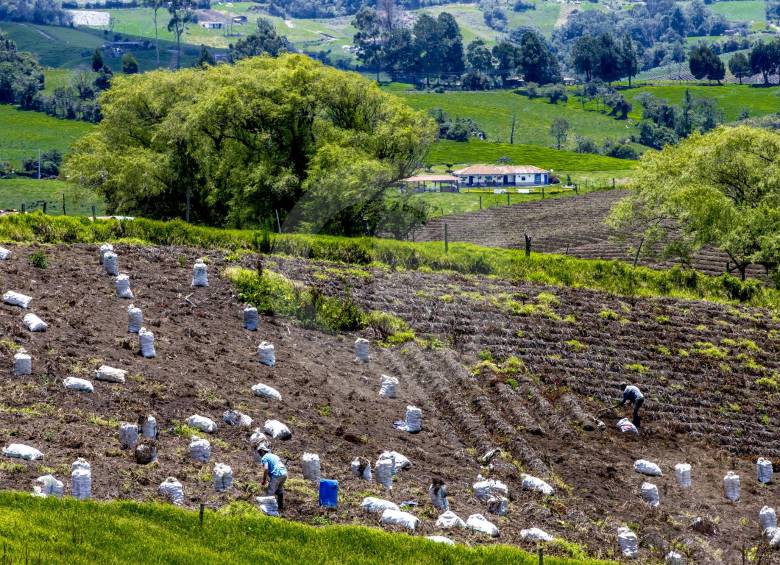 El campo Colombiano, según el Dane, tiene hasta 80 % de informalidad laboral. Mientras que el promedio a nivel nacional es del 48 %. FOTO Juan Antonio sánchez