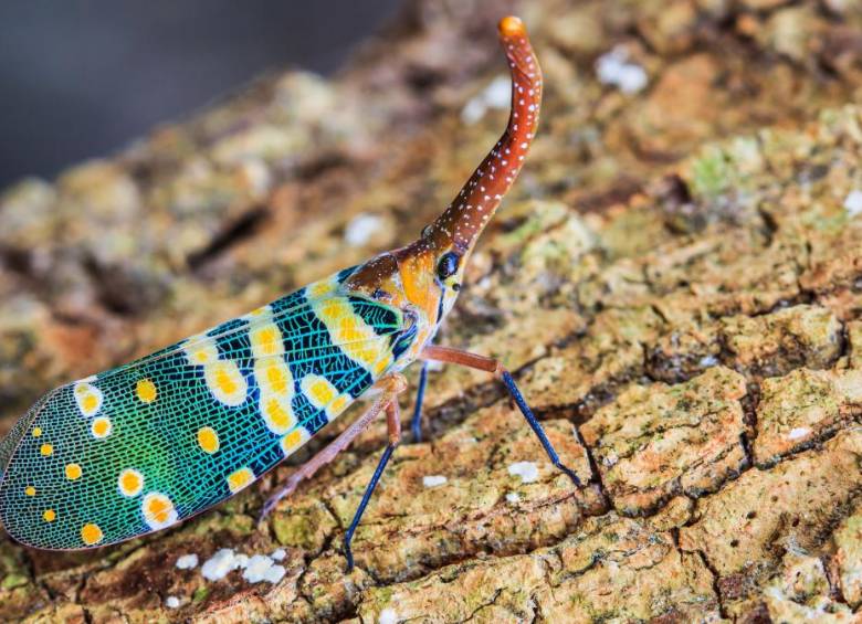 La historia de los insectos comenzó 70 millones de años después de la gran explosión de vida del cámbrico y que permea todos los rincones de la Tierra. FOTO sstock