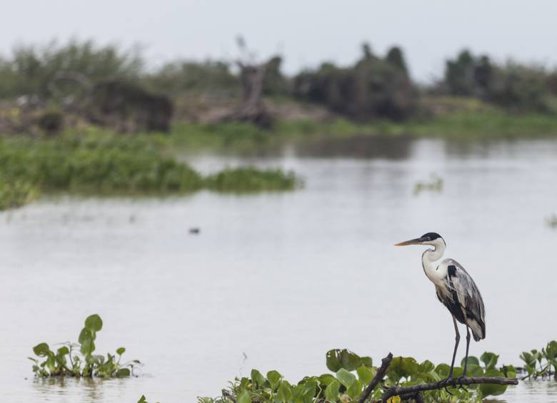 Ayapel y sus 194 especies de aves son área protegida internacional