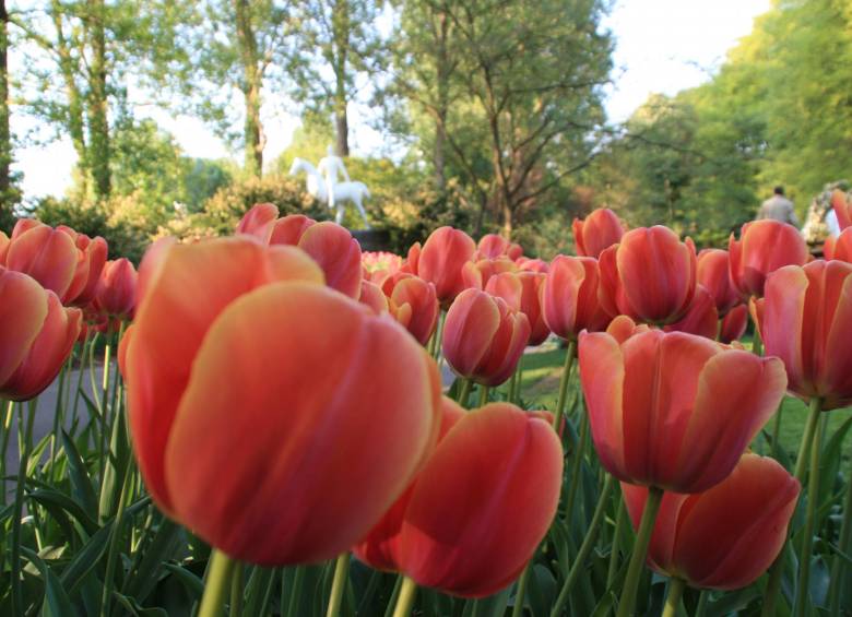 Las flores identifican a los países, aquí le contamos cuál es cuál Las flores identifican a los países, aquí le contamos cuál es cuál
