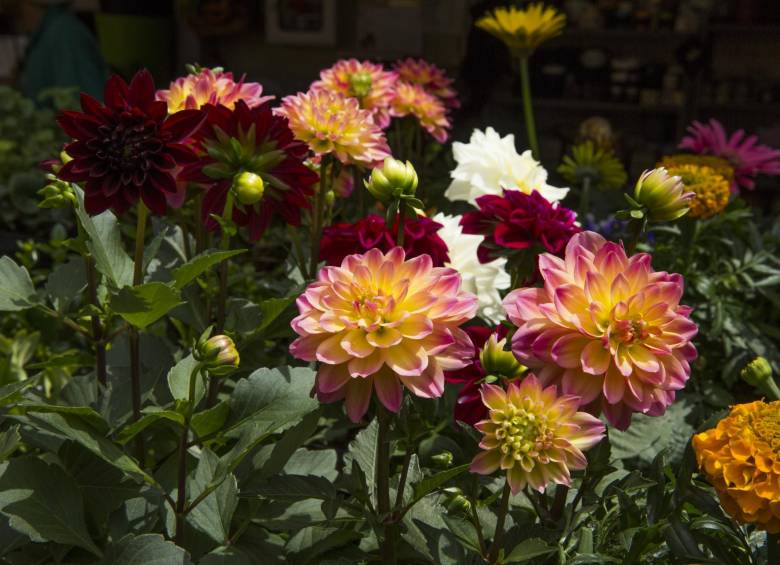 Que su jardín sea el más florecido Que su jardín sea el más florecido