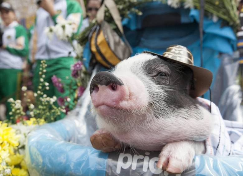 Hasta un minipig se coló en la caminata canina e hizo el recorrido. FOTO EDWIN BUSTAMANTE