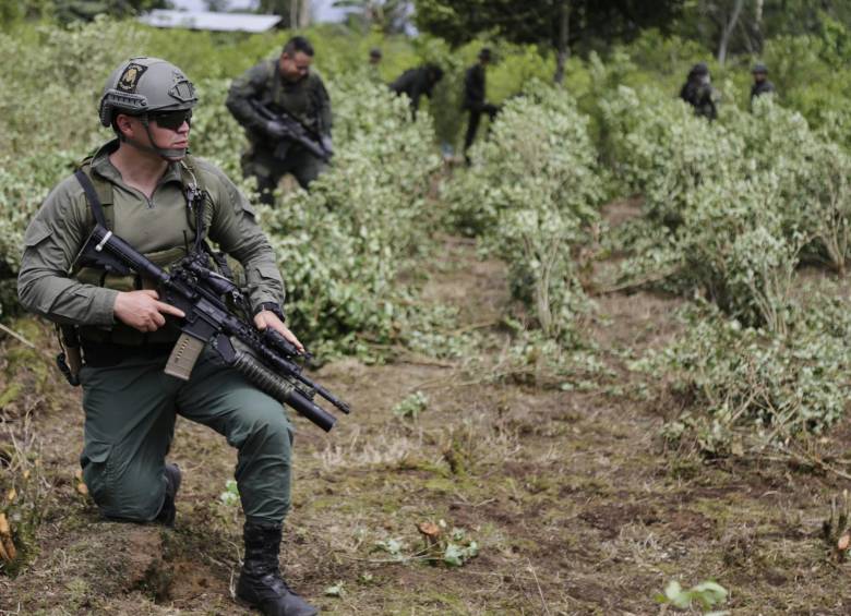 Erradicación forzosa por parte de la Policía Nacional. FOTO COLPRENSA