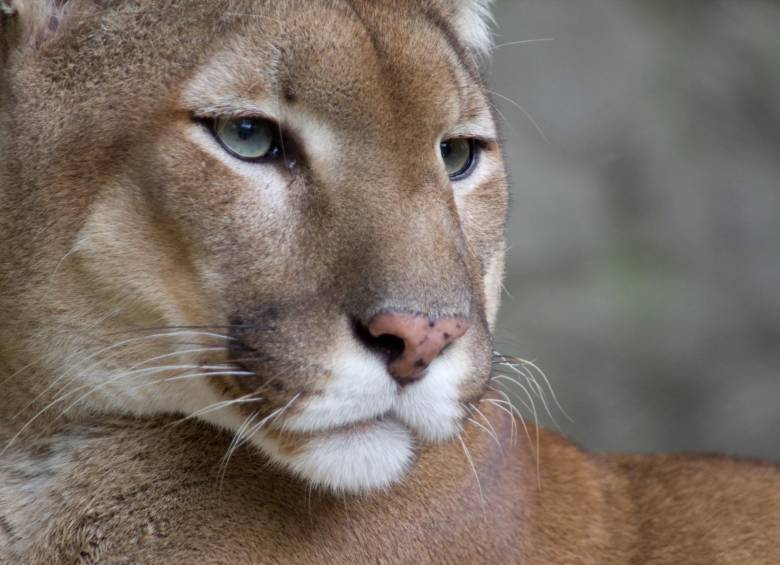 Las panteras no son una especie animal Las panteras no son una especie animal