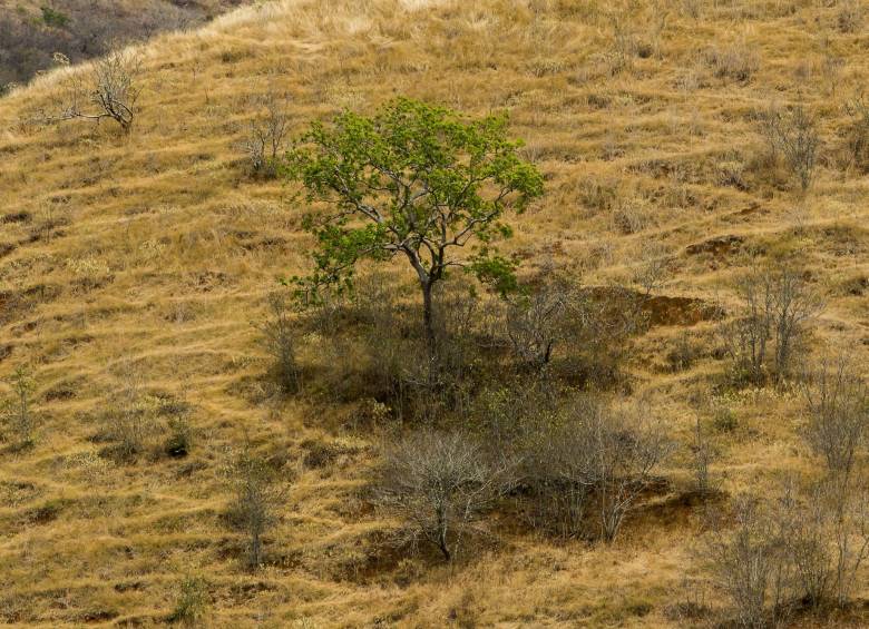 Ante la reducción de lluvias, el Ideam aconseja realizar acciones para prevenir plagas propias de esa coyuntura. FOTO Jaime Pérez.