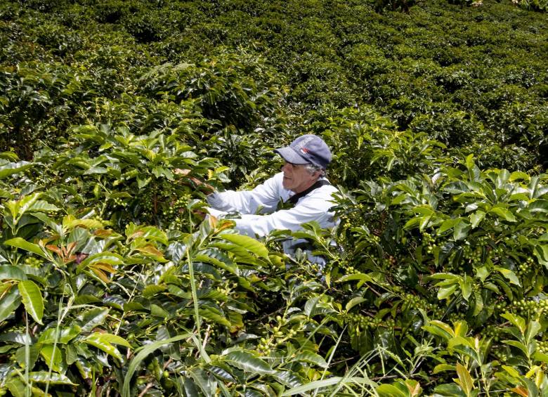 La economía solidaria tiene un papel importante en el campo colombiano, el café y la producción lechera son las actividades predominantes. FOTO jaime Pérez