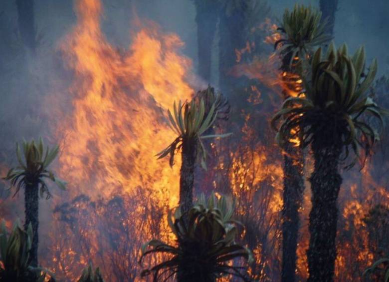 Frailejones de al menos 300 años se quemaron durante incendio forestal en Tolima. FOTO Cortesía Cortolima