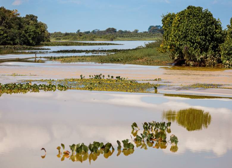 Así luce la ciénaga de Ayapel en la que en los 80 se inició un proceso de deterioro asociado a la minería, responsable de aporte de contaminantes. FOTO Cortesía Catalina Ortega